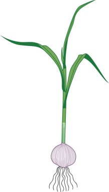 Filiz ampul sarımsak yeşil yaprakları ile