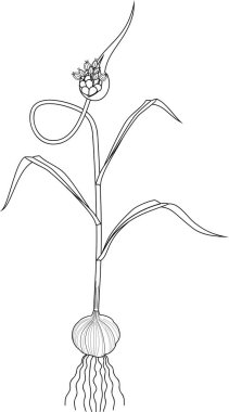 Boyama sayfası. Sarımsak bitki çiçek soğanı, SAP ve beyaz arka plan üzerinde çiçek ile