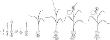 Sarımsak yaşam döngüsü boyama sayfası. Bulbil büyüme sarımsak bitki için ardışık aşamalarında