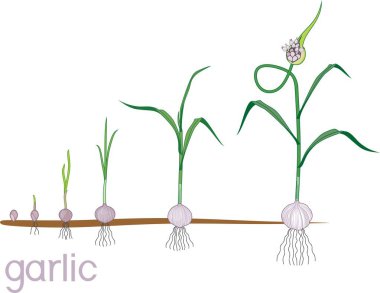 Garlic life cycle. Consecutive stages of growth from bulbil to flowering garlic plant. Plants showing root structure below ground level on vegetable patch clipart