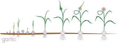 Sarımsak yaşam döngüsü. Bulbil büyüme sarımsak bitki için ardışık aşamalarında. Sebze yama üzerinde kök yapısı zemin seviyesinin altında gösterilen bitkiler