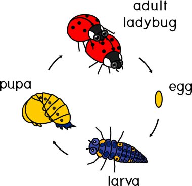 Uğur böceği yaşam döngüsü. Yetişkin böcek için yumurtadan böceği gelişim aşamalarında dizisi