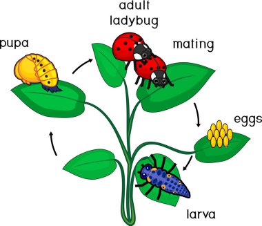 Uğur böceği yaşam döngüsü. Yetişkin böcek için yumurtadan böceği gelişim aşamalarında dizisi