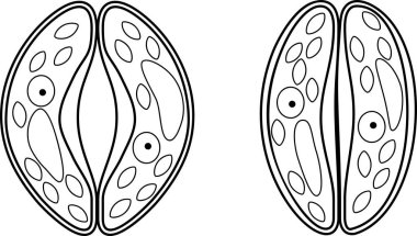 Boyama sayfası. Stoma hücrelerinin Guard