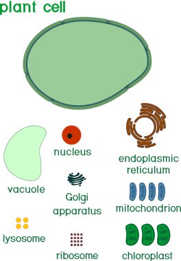 Educational game: assembling cells from ready-made components in form of stickers. Plant cell structure with titles clipart