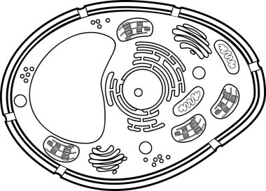 Coloring page. Plant cell structure clipart