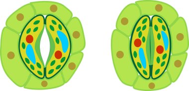 Açık ve kapalı stoma ile stomatal kompleks yapısı