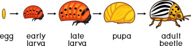 Colorado patates böceği veya Bakanlıkça tavsiye yaşam döngüsü. Yetişkin böcek için yumurtadan gelişim aşamalarında dizisi