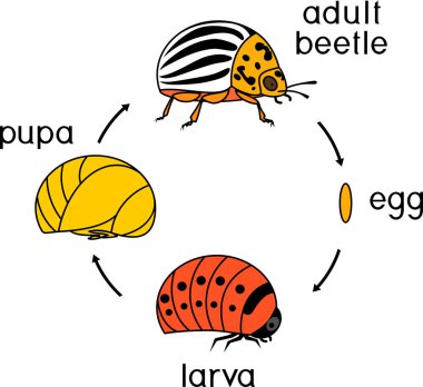 Life cycle of Colorado potato beetle or Leptinotarsa decemlineata. Sequence of stages of development from egg to adult insect clipart