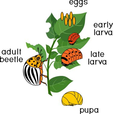 Colorado patates böceği veya Bakanlıkça tavsiye yaşam döngüsü. Yetişkin böcek için yumurtadan gelişim aşamalarında dizisi