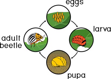 Colorado patates böceği veya Bakanlıkça tavsiye yaşam döngüsü. Yetişkin böcek için yumurtadan gelişim aşamalarında dizisi