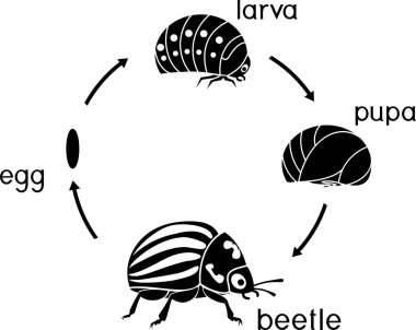 Life cycle of Colorado potato beetle or Leptinotarsa decemlineata clipart