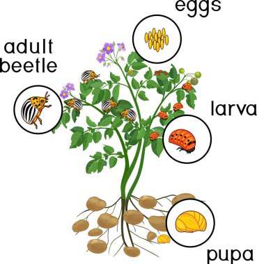 Patates bitki kök sistemi ve Colorado patates böceği veya Bakanlıkça tavsiye, gelişimin farklı