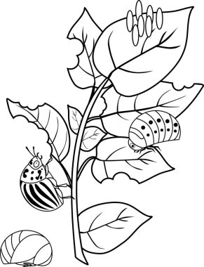 Coloring page. Different stages of development of Colorado potato beetle or Leptinotarsa decemlineata on damaged potato leaf clipart