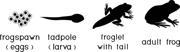 Lebenszyklus Des Frosches Reihenfolge Der Entwicklungsstadien Des Frosches Vom Zum — Stockvektor