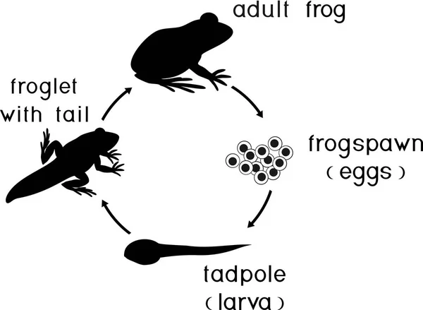 Kurbağa Yaşam Döngüsü Yetişkin Hayvan Için Yumurtadan Kurbağa Gelişimin Dizisi — Stok Vektör