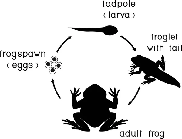 Cykl Życia Żaby Kolejność Etapów Rozwoju Żaby Jaja Dorosłych Zwierząt — Wektor stockowy