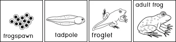 Coloring Page Life Cycle Frog Titles — Stock Vector