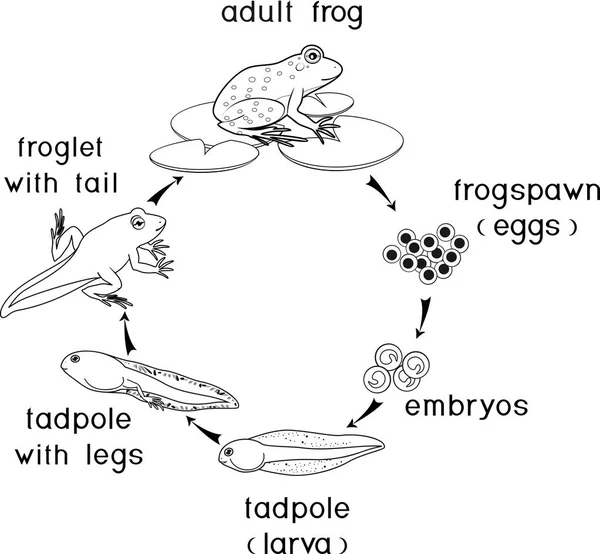 Coloring Page Life Cycle Frog Sequence Stages Development Frog Egg — Stock Vector