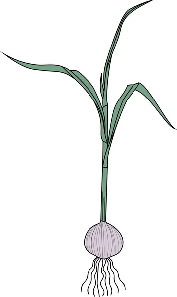 Лампочка Чеснока Зелеными Листьями — стоковый вектор