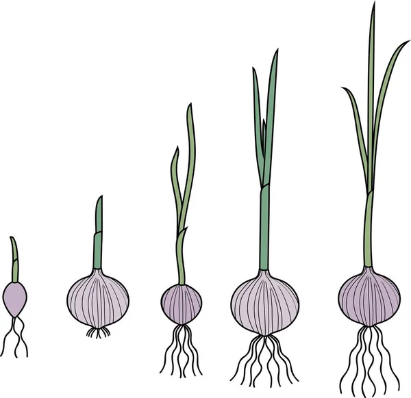 Διάφορα Στάδια Της Βλάστησης Των Φυτών Σκόρδο Λευκό Φόντο — Διανυσματικό Αρχείο