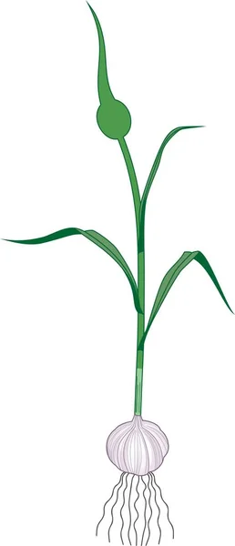 Рослина Часнику Цибулиною Стеблом Зеленим Листям Білому Тлі — стоковий вектор