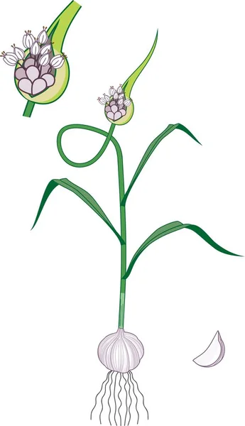 Blommande Vitlök Växt Med Gröna Blad Och Glödlampa — Stock vektor