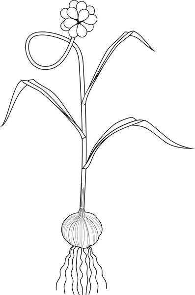 Coloriage Plante Ail Avec Bulbe Tige Fleur Sur Fond Blanc — Image vectorielle