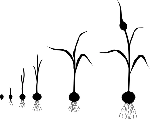 Levenscyclus Van Knoflook Plant Groeistadia Van Bulbil Tot Bloeiende Plant — Stockvector