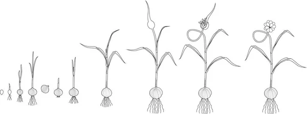 大蒜生命周期着色页 珠芽到开花大蒜植株生长的连续阶段 — 图库矢量图片
