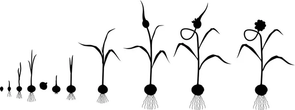 Ciclo Vida Planta Ajo Etapas Crecimiento Del Bulbo Planta Con — Vector de stock