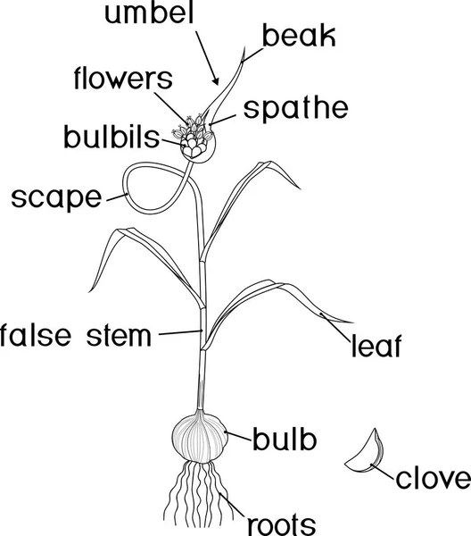 Teile Der Knoblauchpflanze Malseite Morphologie Der Pflanze Mit Titeln — Stockvektor