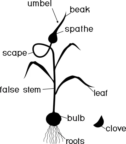 Delen Van Knoflook Plant Morfologie Van Planten Met Titels — Stockvector