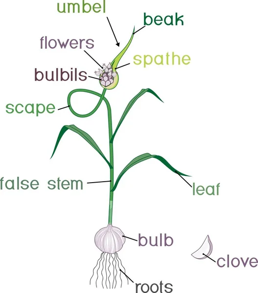 Teile Der Knoblauchpflanze Morphologie Der Pflanze Mit Titeln — Stockvektor