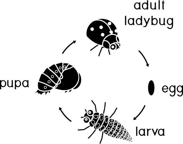Životní Cyklus Berušky Pořadí Fází Vývoje Beruška Vajíčka Dospělého Hmyzu — Stockový vektor