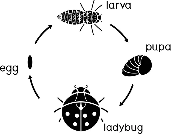 Life Cycle Ladybug Sequence Stages Development Ladybug Egg Adult Insect — Stock Vector