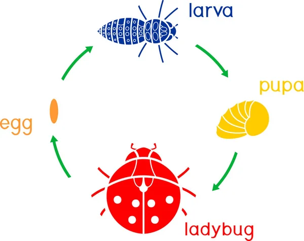Cykl Życia Biedronka Kolejność Etapów Rozwoju Biedronka Jaja Dorosły Owad — Wektor stockowy