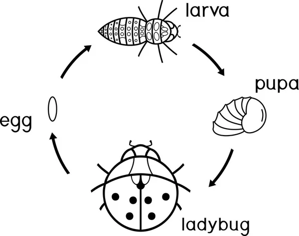 Sayfa Boyama Uğur Böceği Yaşam Döngüsü Yetişkin Böcek Için Yumurtadan — Stok Vektör