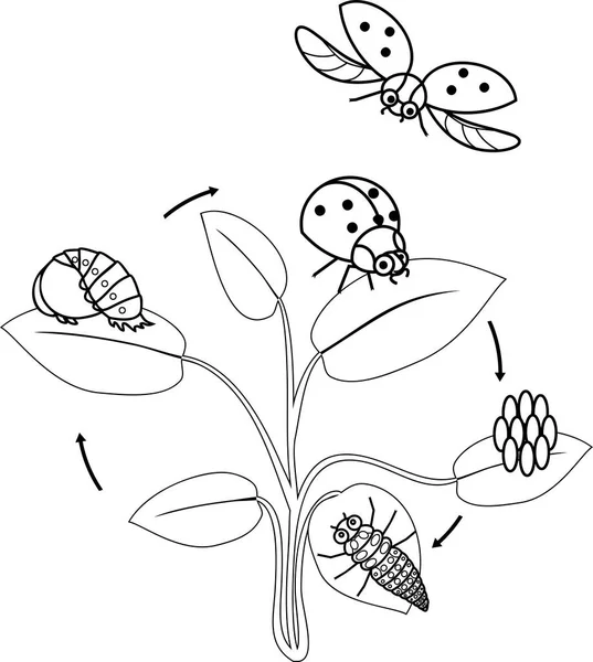 Life cycle of ladybug coloring page. Sequence of stages of development