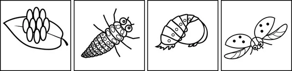 Kleurplaat Opeenvolgende Fasen Van Ontwikkeling Van Lieveheersbeestje Van Tot Volwassen — Stockvector
