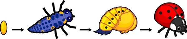 Жизненный Цикл Божьей Коровки Последовательность Стадий Развития Божьей Коровки Яйца — стоковый вектор