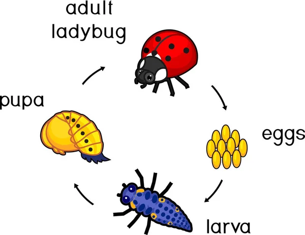 Life Cycle Ladybug Sequence Stages Development Ladybug Egg Adult Insect — Stock Vector