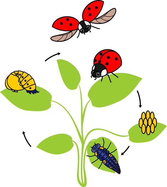 Life Cycle Ladybug Sequence Stages Development Ladybug Egg Adult Insect — Stock Vector