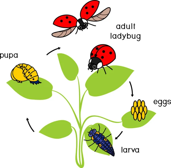 Life Cycle Ladybug Sequence Stages Development Ladybug Egg Adult Insect — Stock Vector