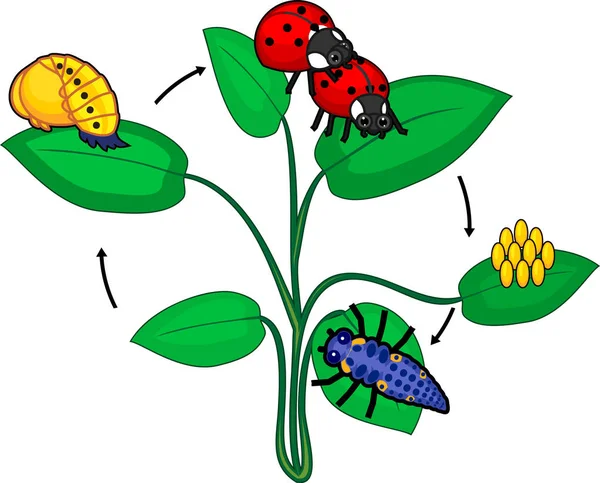 Ciclo Vida Mariquita Secuencia Etapas Desarrollo Mariquita Desde Huevo Hasta — Vector de stock