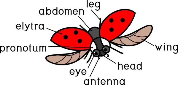 Parties Corps Coccinelle Volante Avec Des Titres Structure Externe Insecte — Image vectorielle