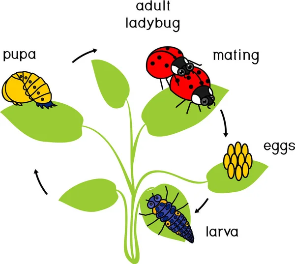 วงจรช ตของ Ladybug นตอนของการพ ฒนาของ Ladybug จากไข งแมลงผ ใหญ — ภาพเวกเตอร์สต็อก