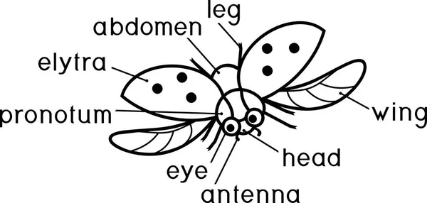 Estructura Externa Página Para Colorear Insectos Partes Del Cuerpo Mariquita — Vector de stock