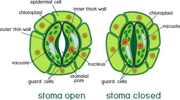 Açık ve kapalı stoma başlıkları ile ile stomatal kompleks yapısı