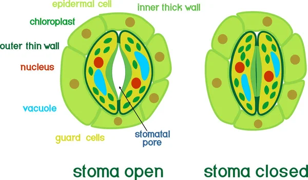 Struktur Des Stomatokomplexes Mit Offenem Und Geschlossenem Stoma Mit Titeln — Stockvektor